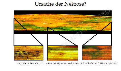 Ursache der Nekrose?