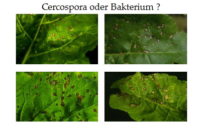 Cercospora oder Bakterium ?